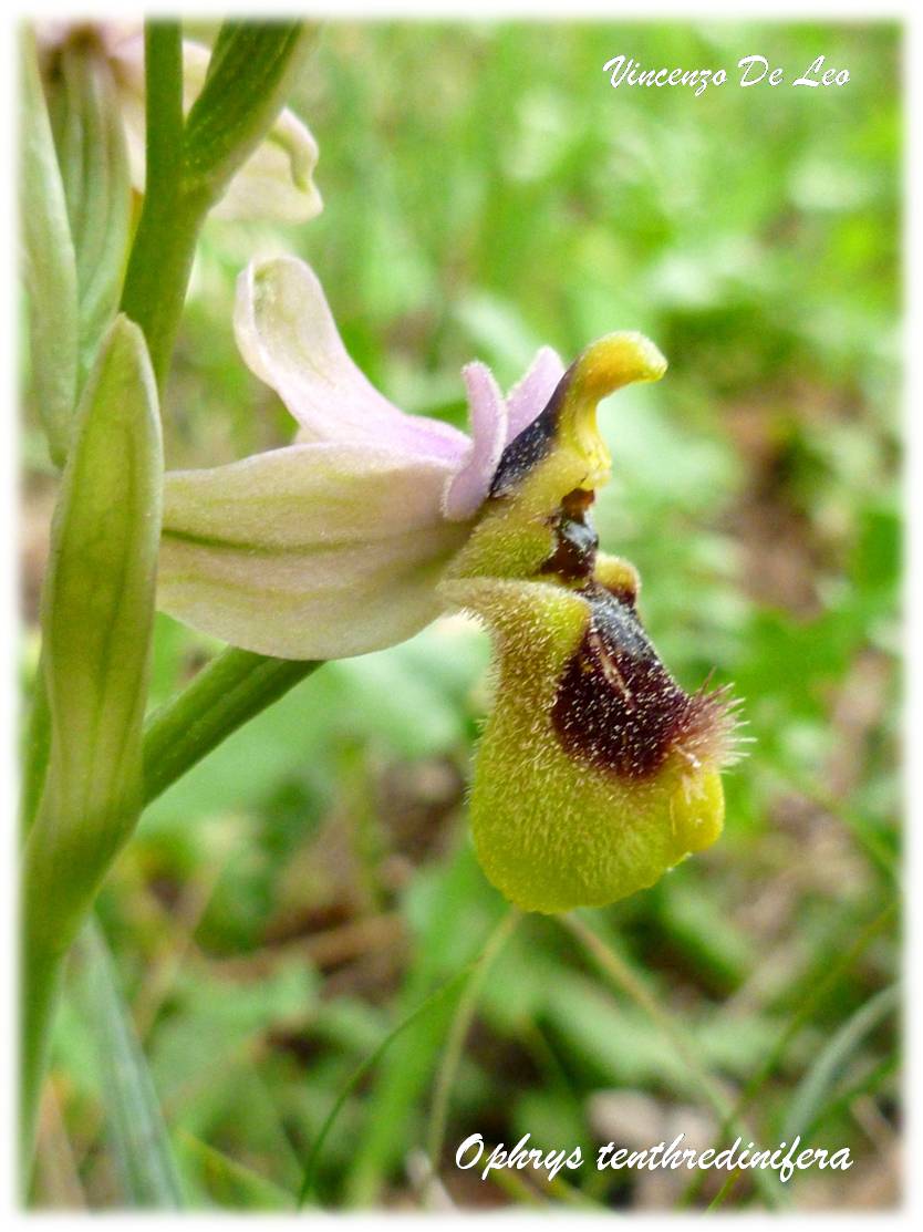 ophrys tenthredinifera?